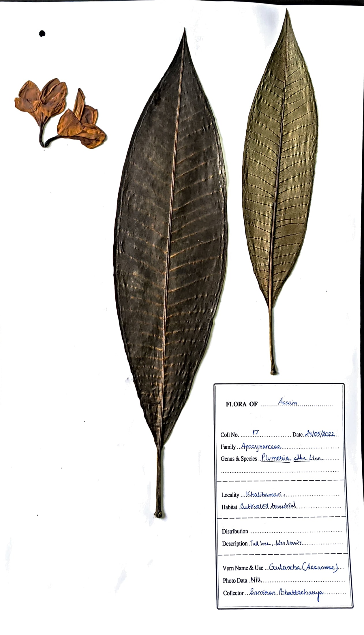 Galancha (Ass.) (Herbarium)